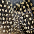 Guinea Feathers