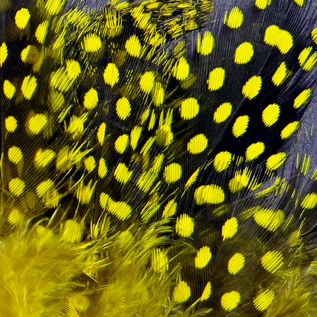 Guinea Feathers