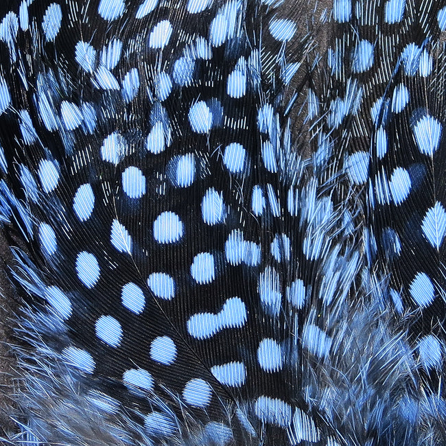 Guinea Feathers