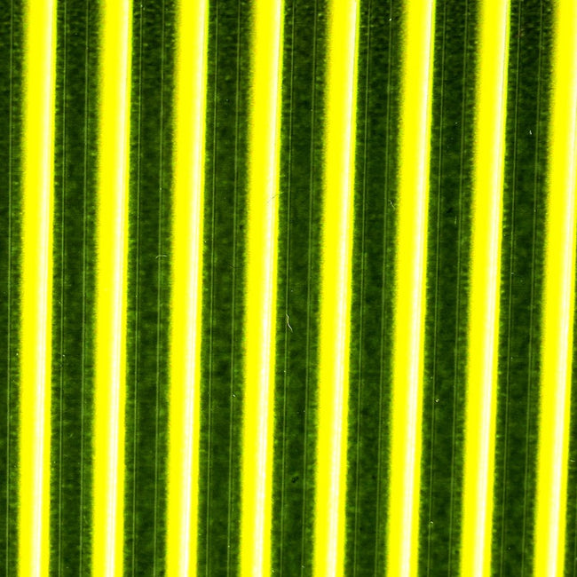Tapered Synthetic Quill